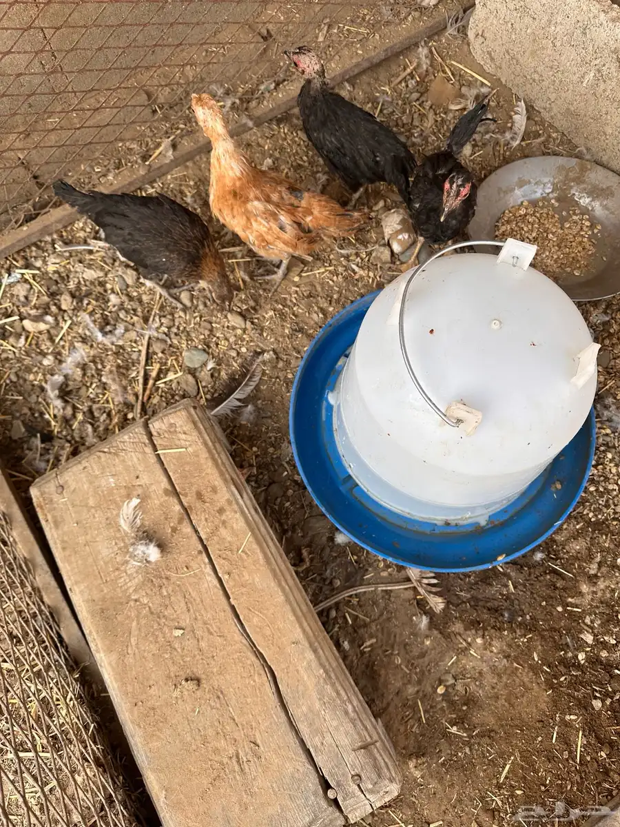 دجاج عمر تقريبا 4شهور ونص خمسه شهور 1