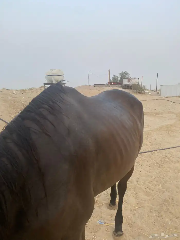 حصان انجلزي 1