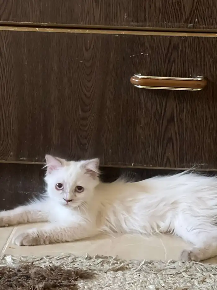 قططط اثنى لتبني 6