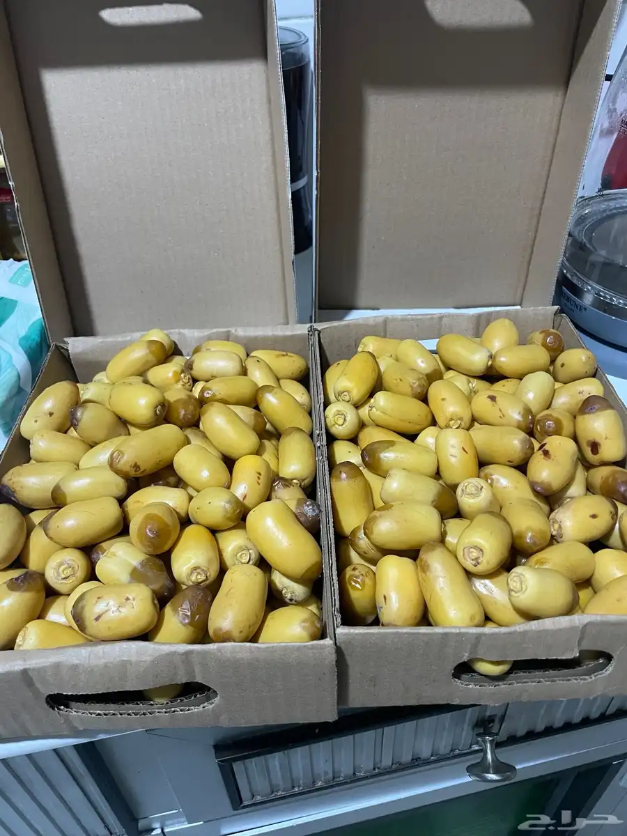 للبيع رطب غر جامبو 0
