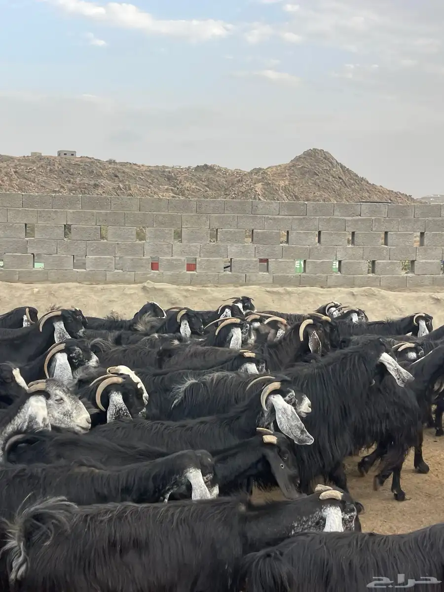 معزا عوارض دفاع وحليب بفحلها 6