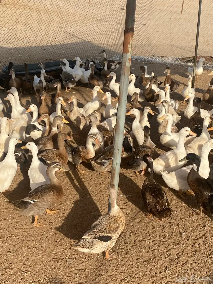 بط بكيني وشرشيري 2