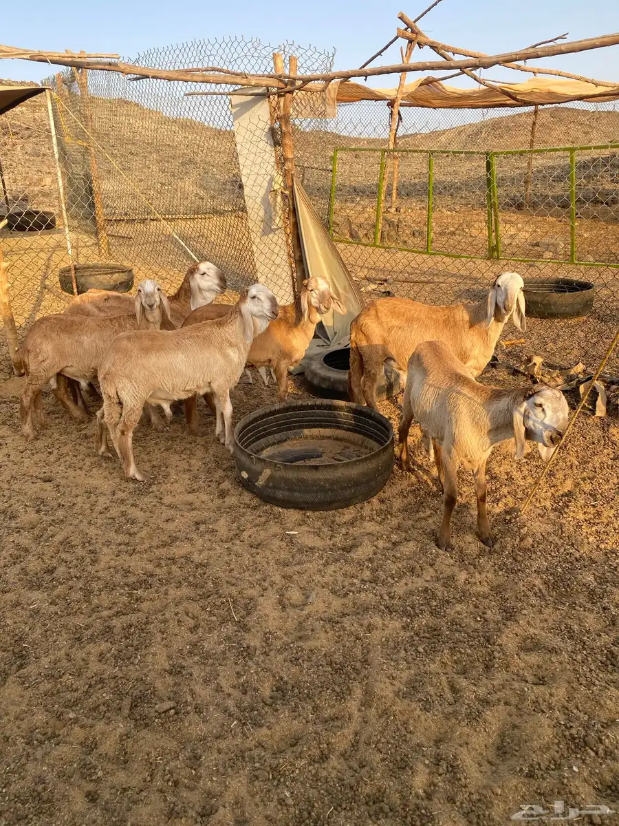 طليان سواكن درمانيات صنف 1