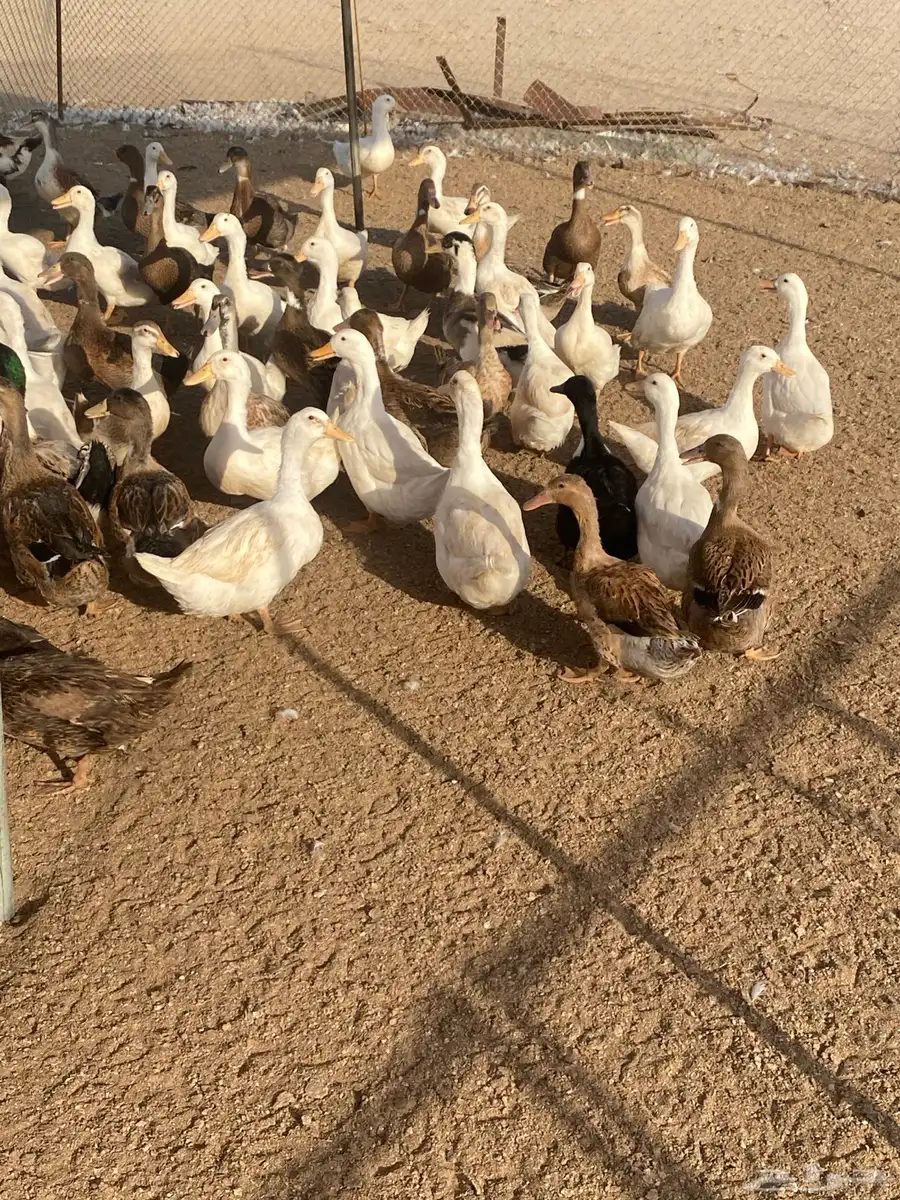 بط بكيني وشرشيري 1
