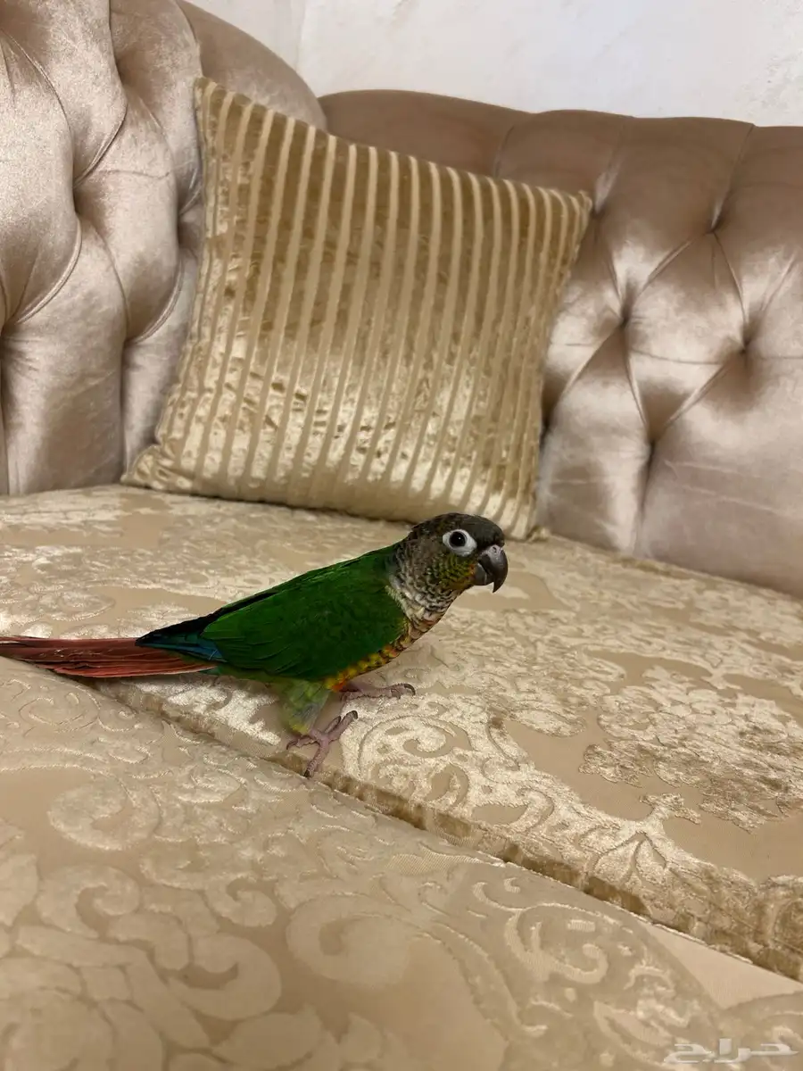 ببغاء كنيور 1