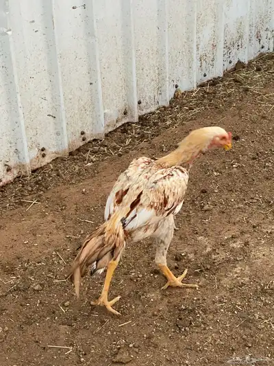 دجاج وديكه شامو اصل 13
