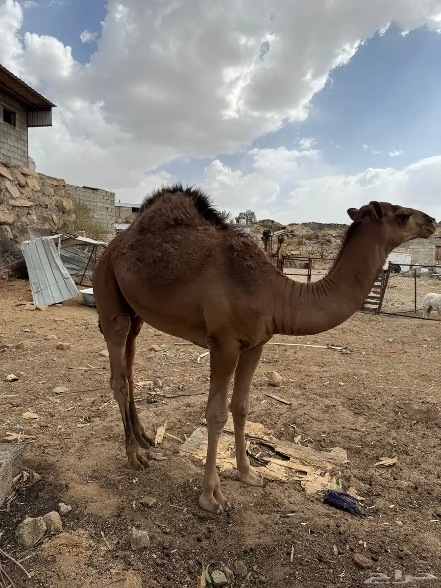 قعود مفرود عمر 8 شهور 7