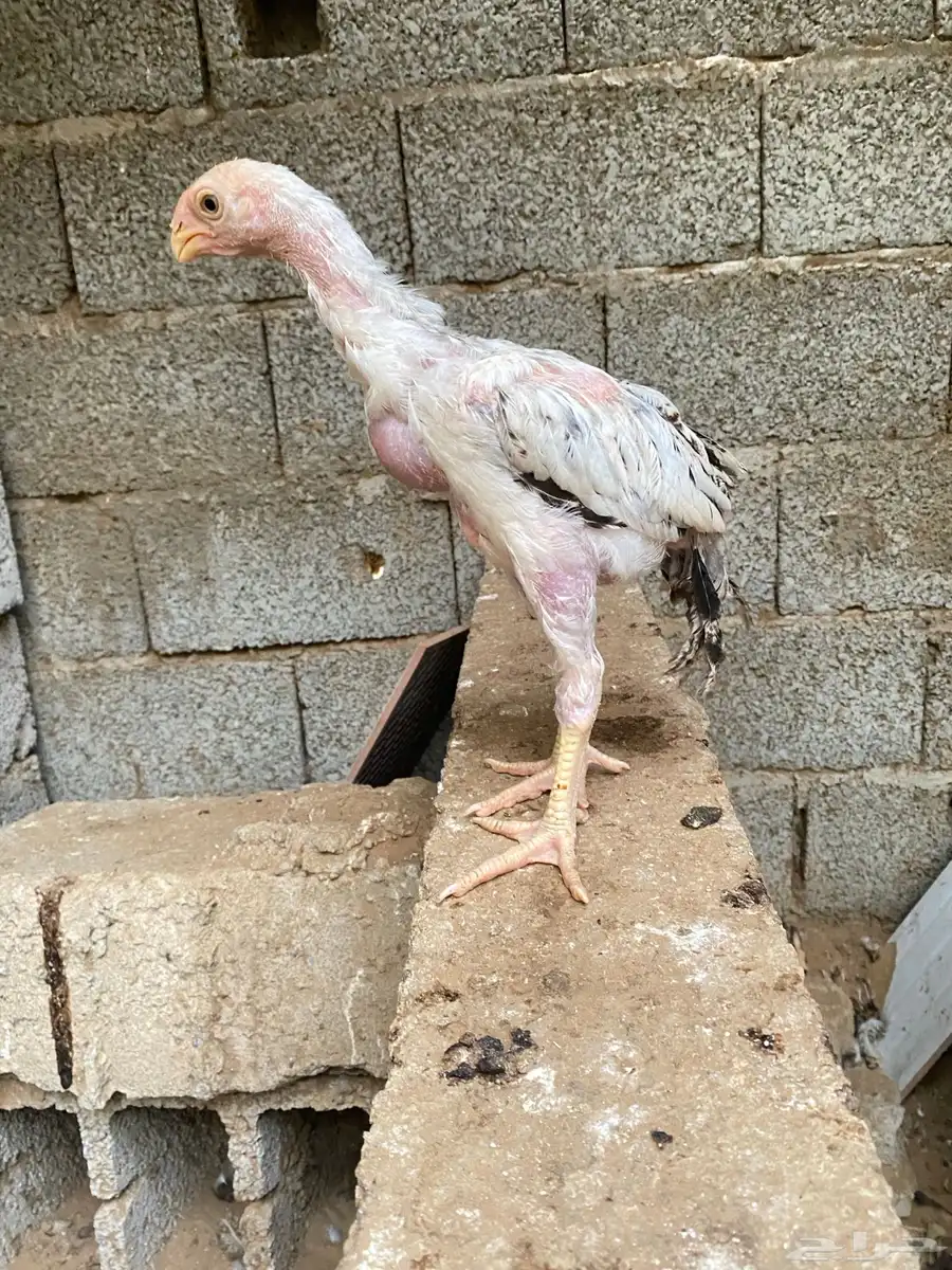 دجاج فارسي للبيع فرخ ماشاءالله 6