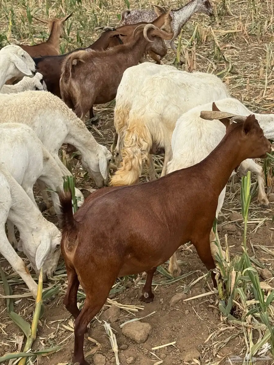 معزا حص وعارضيه معها اربع ثلاث عنق وتيس 14