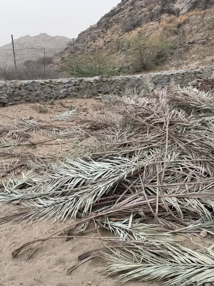 سعف او جريد نخل للبيع ( تم البيع) 1