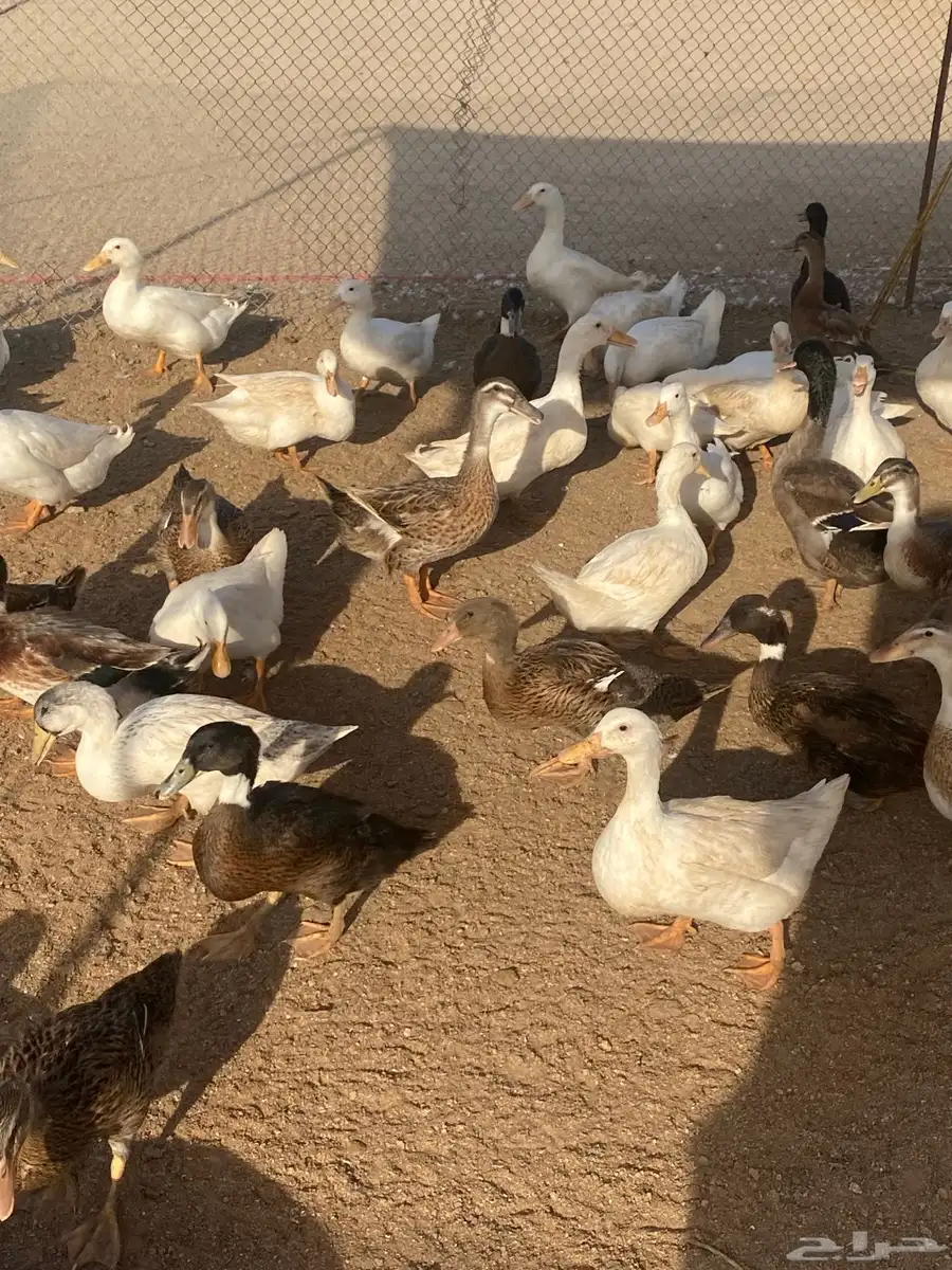 بط بكيني وشرشيري 0