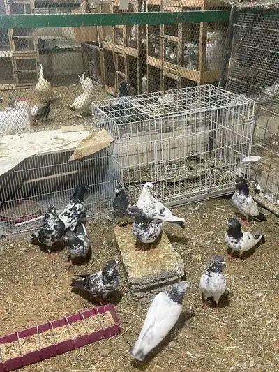 حمام باكستاني 1