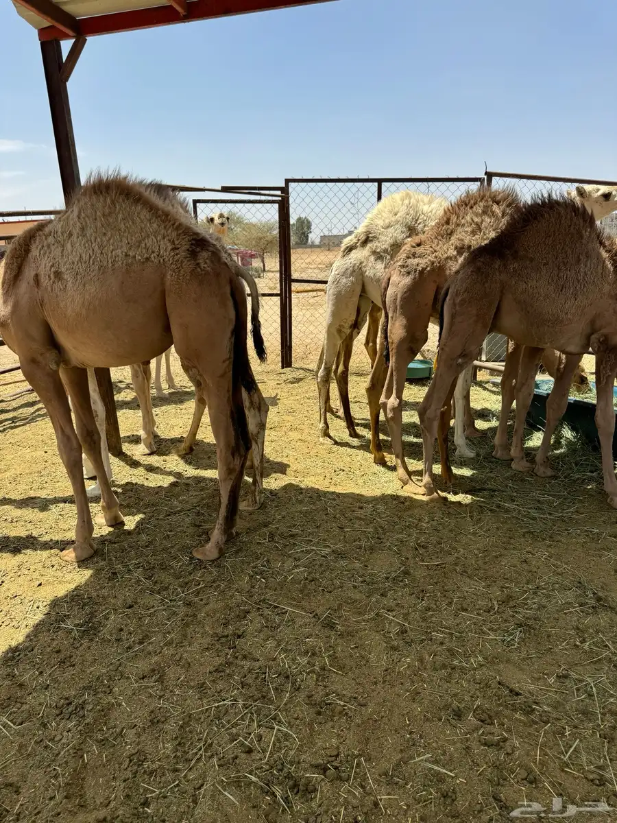 قعدان وبكار كفوو للبيع 1