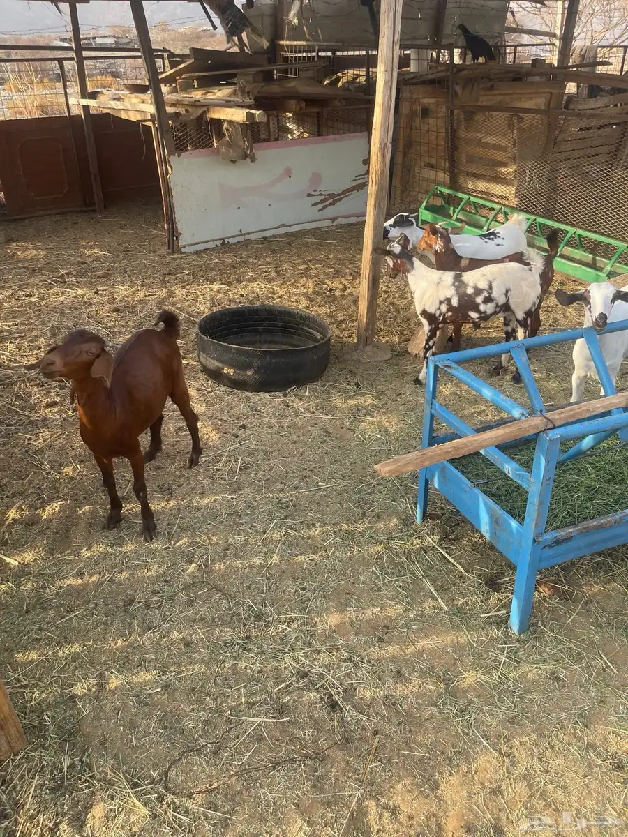 جفار العدد6 العمر7اشهر شي نظيف مولده عندي من حلالي 1
