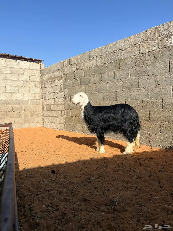 رخل نجديه العمر 7 الى 8 شهور 1