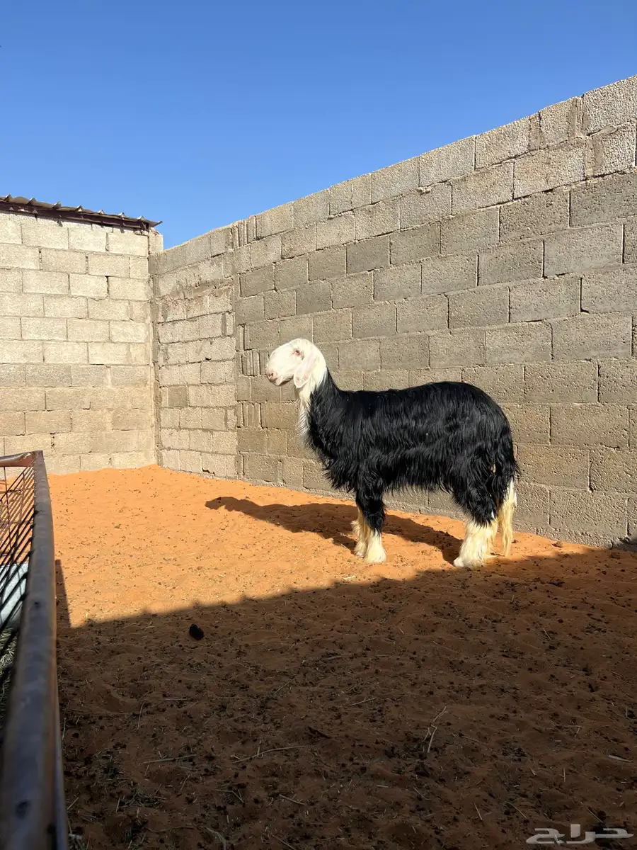 رخل نجديه العمر 7 الى 8 شهور 1