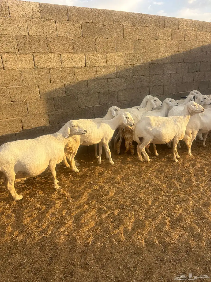غنم كفو صنف ودفع على الشرط وأسنان 6