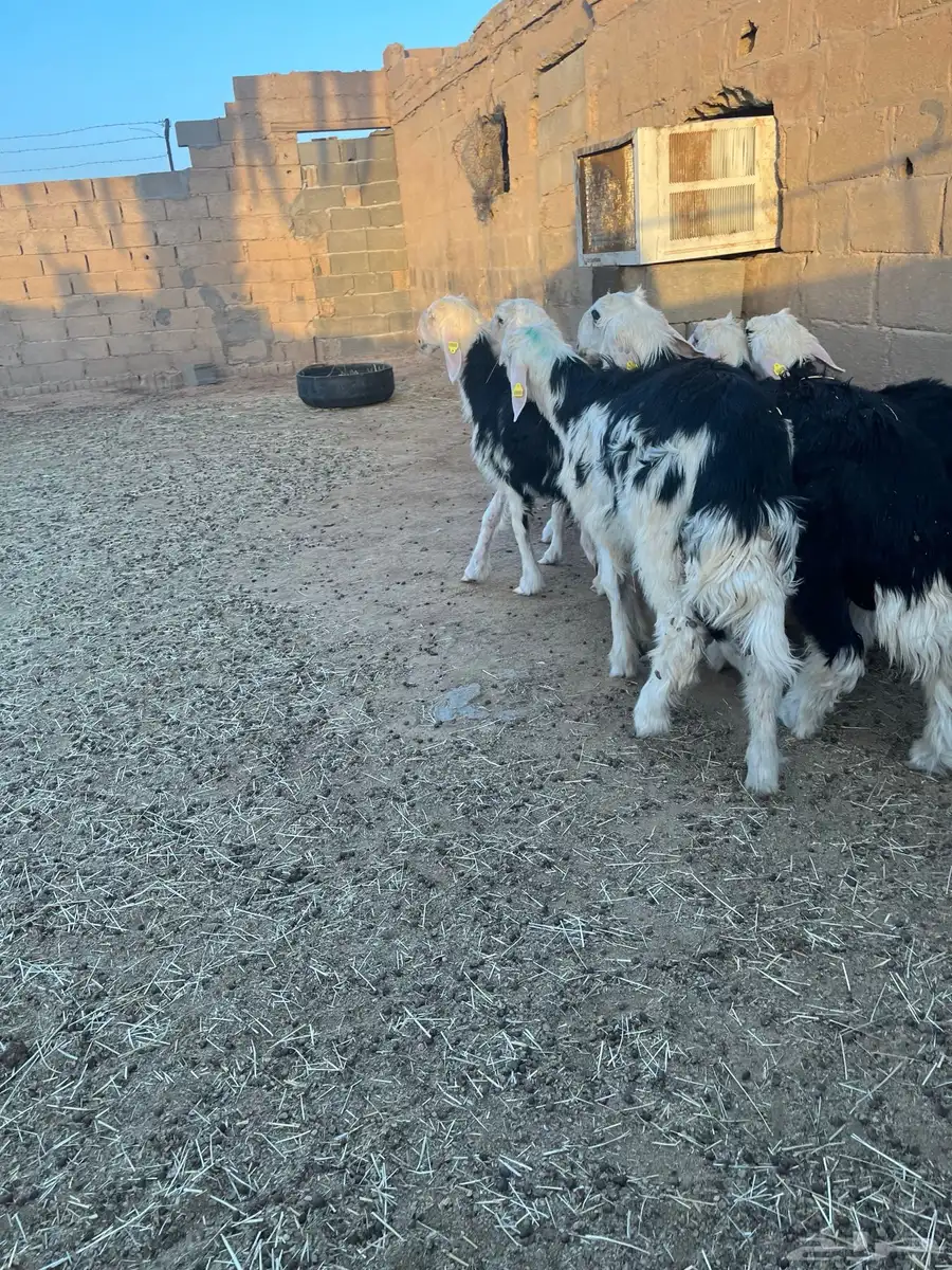طليان نجد طيبة 2
