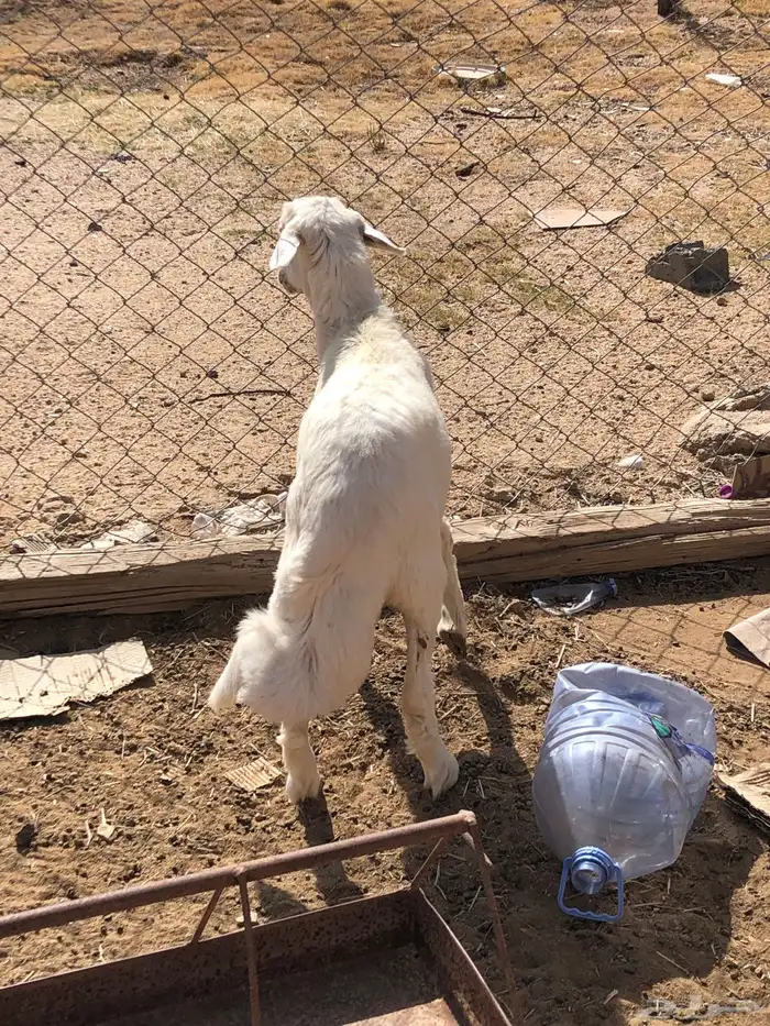 طلي كفو للبيع حق ثلاجه 3