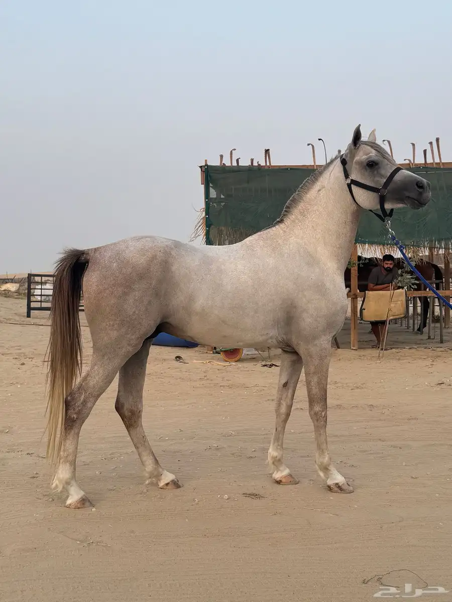 حصان شعبي فااخر 1