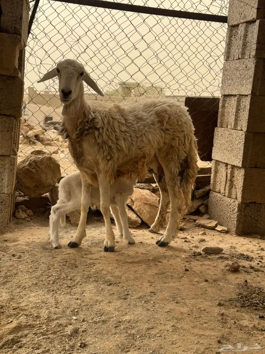 نعجه سنها جذعه تحتها ذكر 0