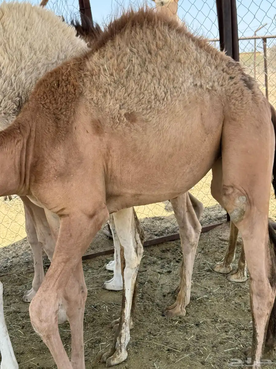 قعدان وبكار كفوو للبيع 3