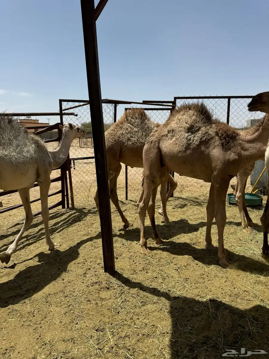 قعدان وبكار كفوو للبيع 2