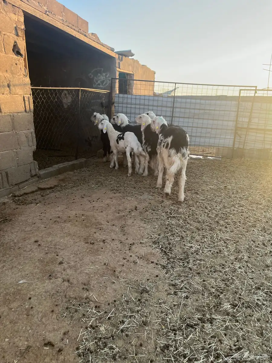 طليان نجد طيبة 6