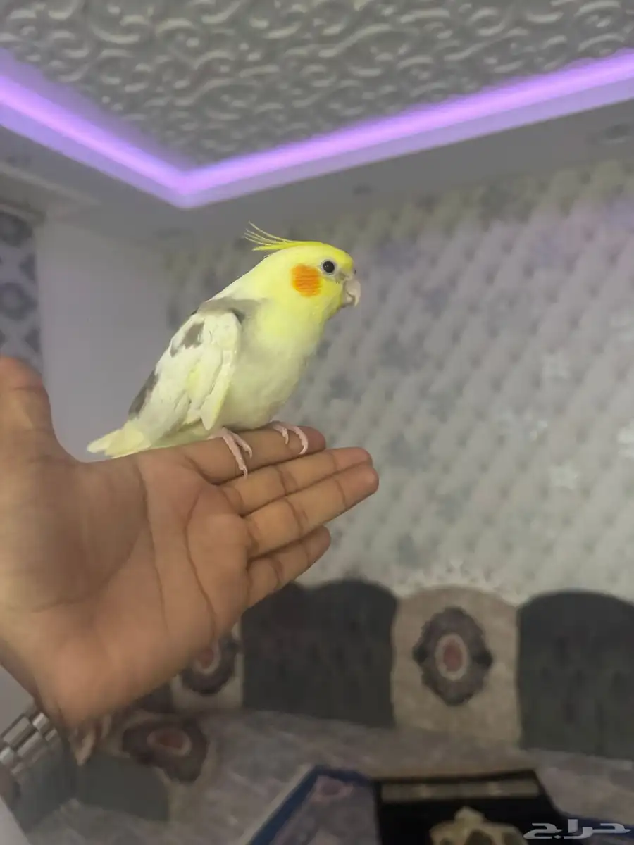كروان اليف ويصلح للأطفال 1