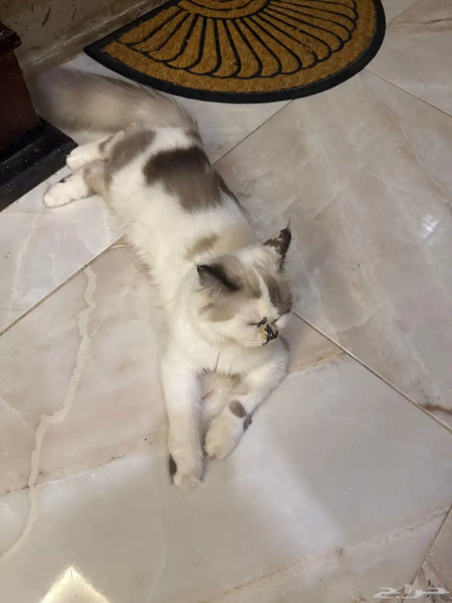 قطة طالبه تزاوج عاجل ينبع 0