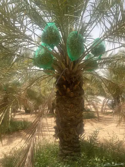ثمرة تمر خلاص 1