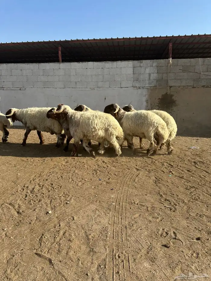فحول أنعيم صنف اللبييع 11