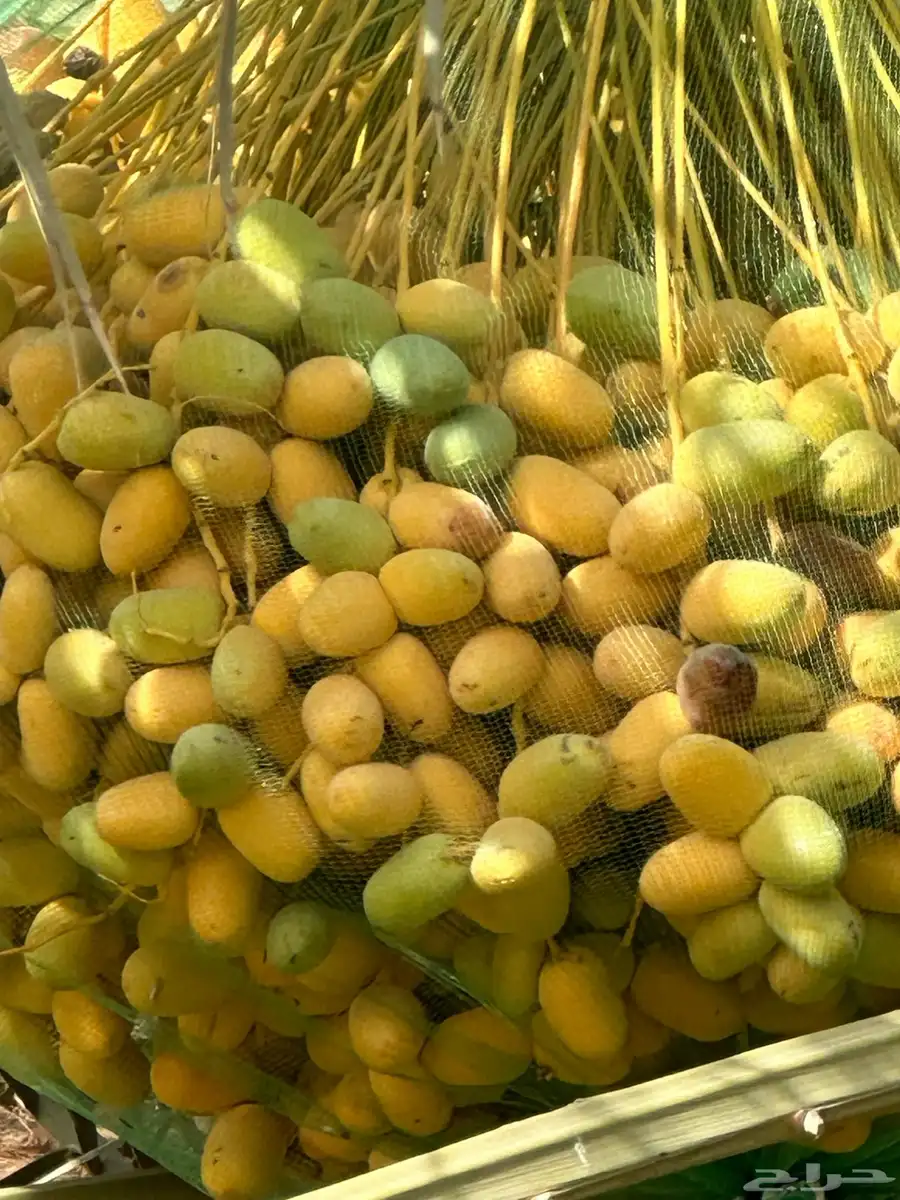 ثمر خلاص حساء فاخر 2