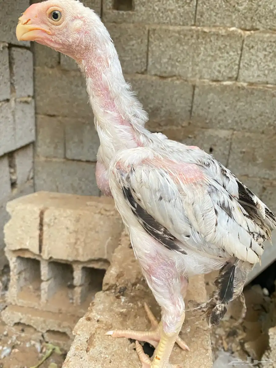 دجاج فارسي للبيع فرخ ماشاءالله 0