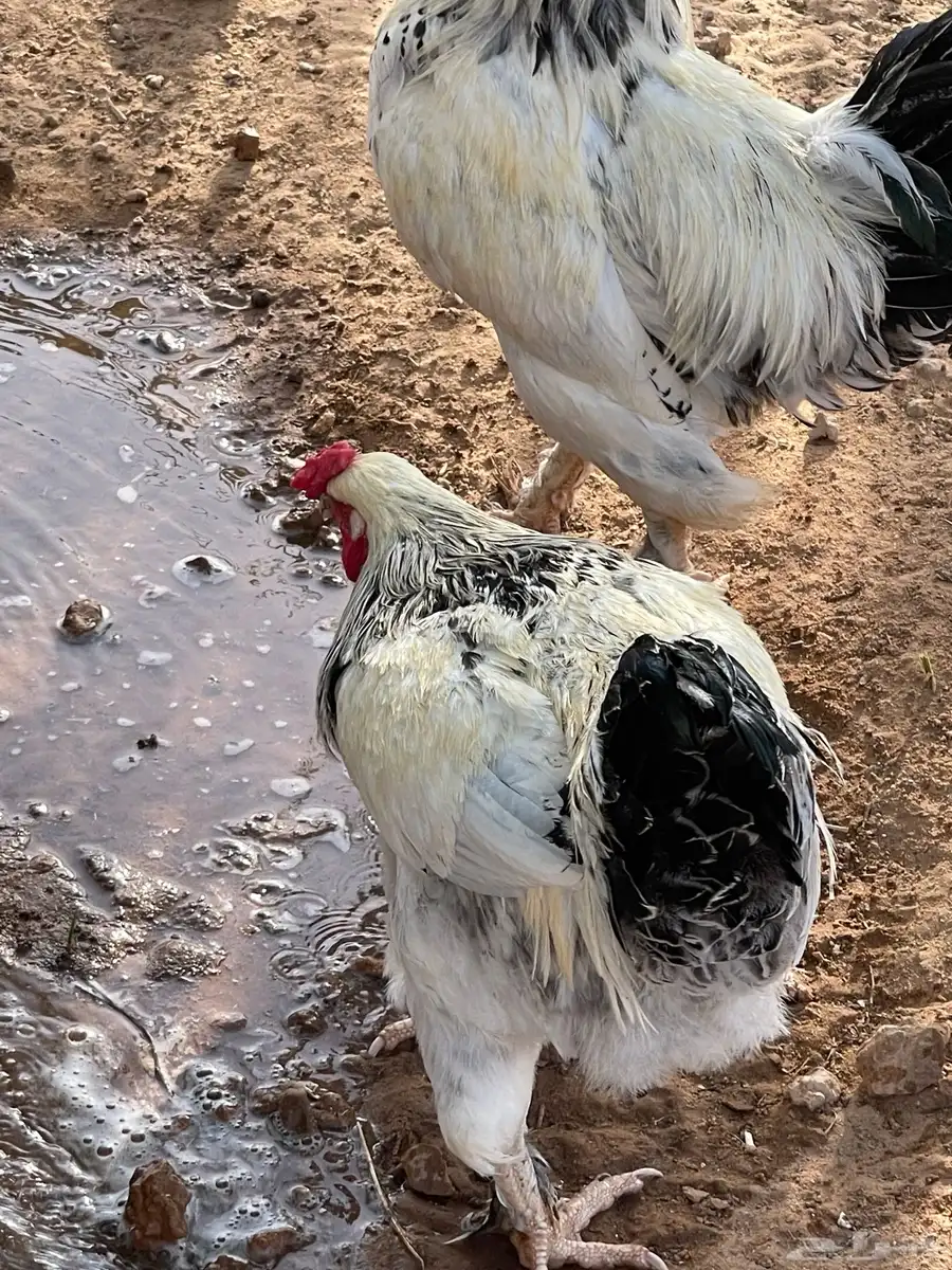 ديكه براهما للبيع 3