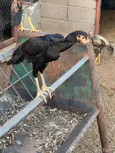 دجاج وديكه شامو اصل 7