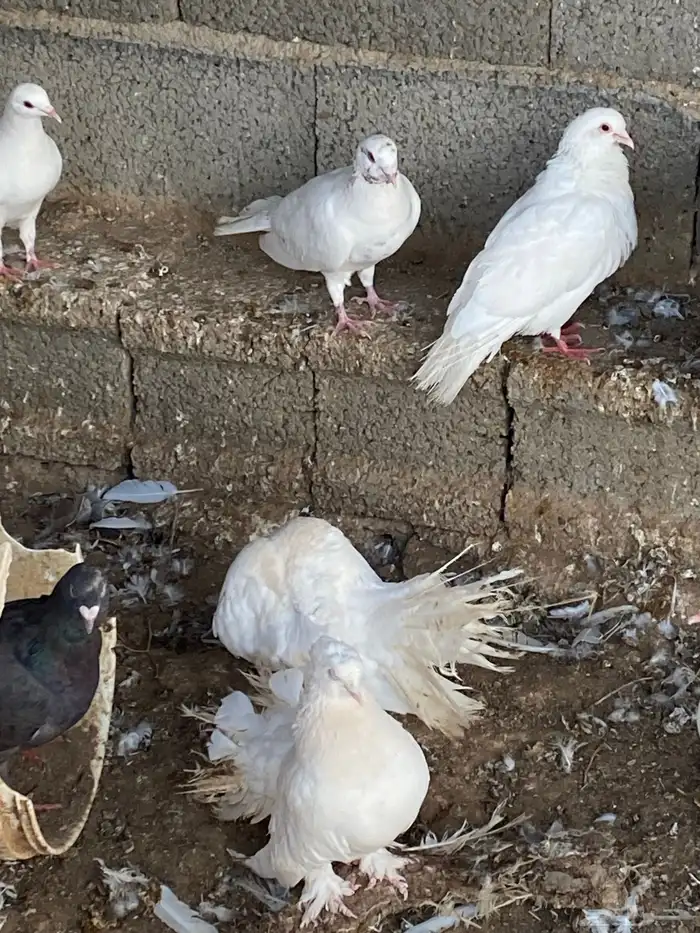 حمام للبيع العدد مفتوح 2