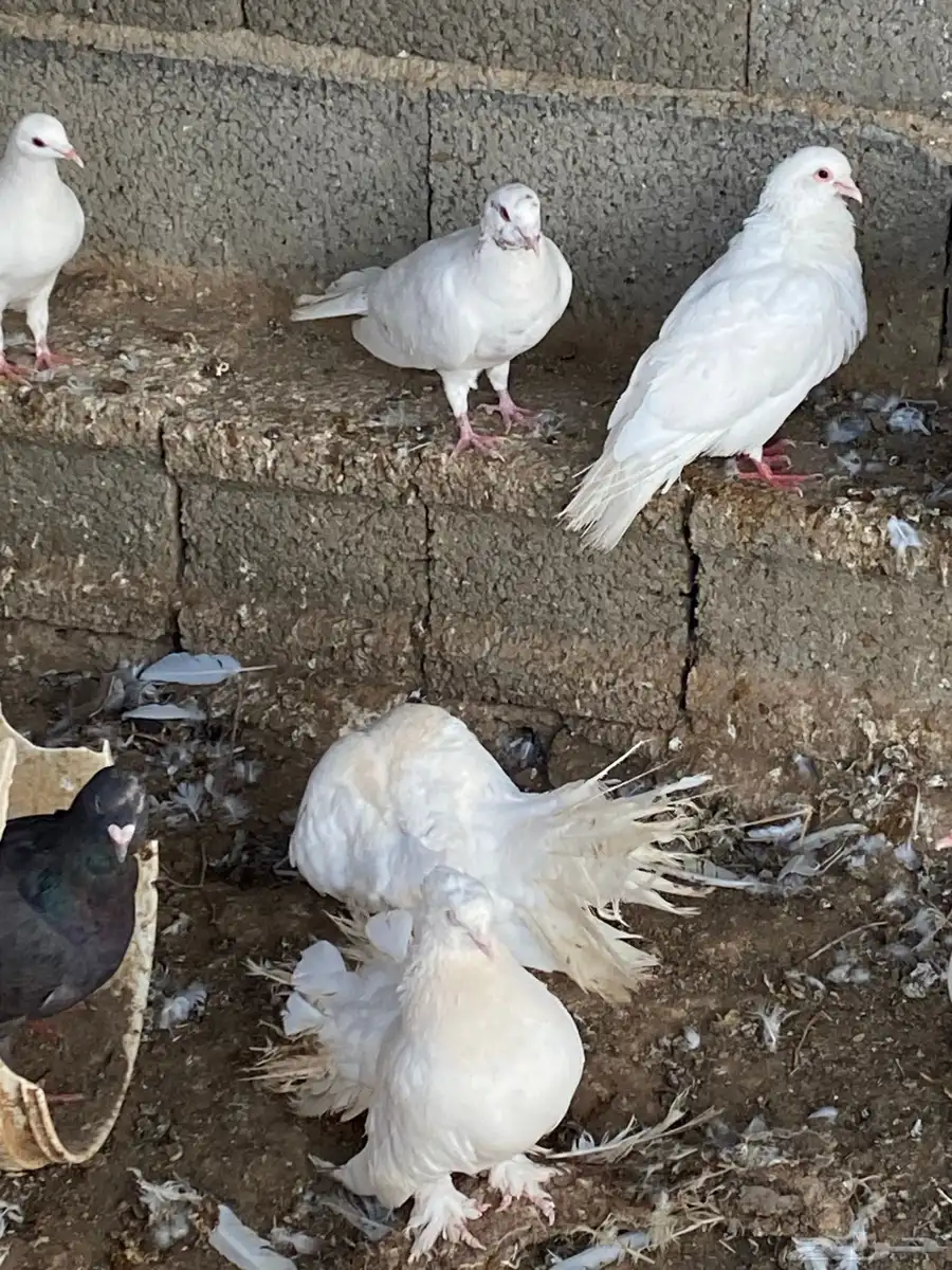 حمام للبيع العدد مفتوح 2