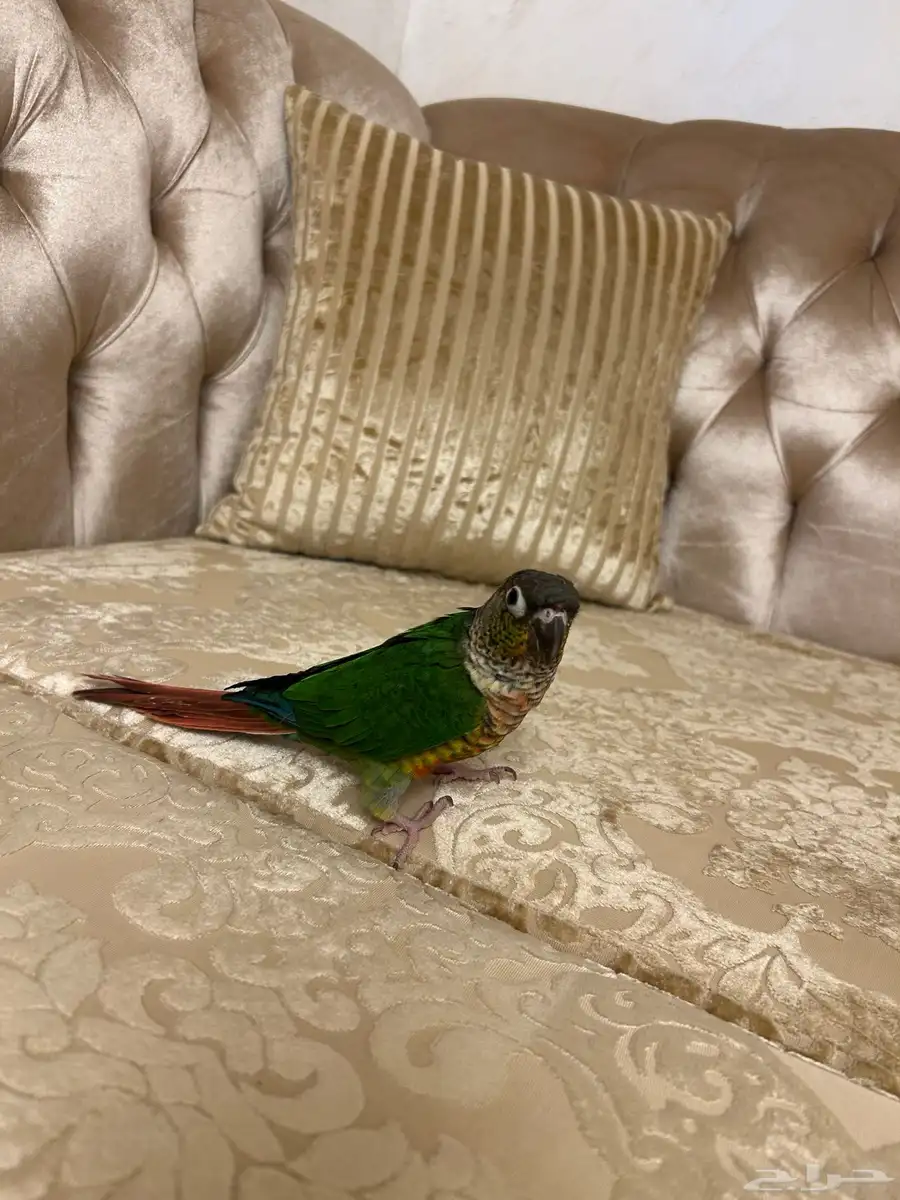 ببغاء كنيور 2