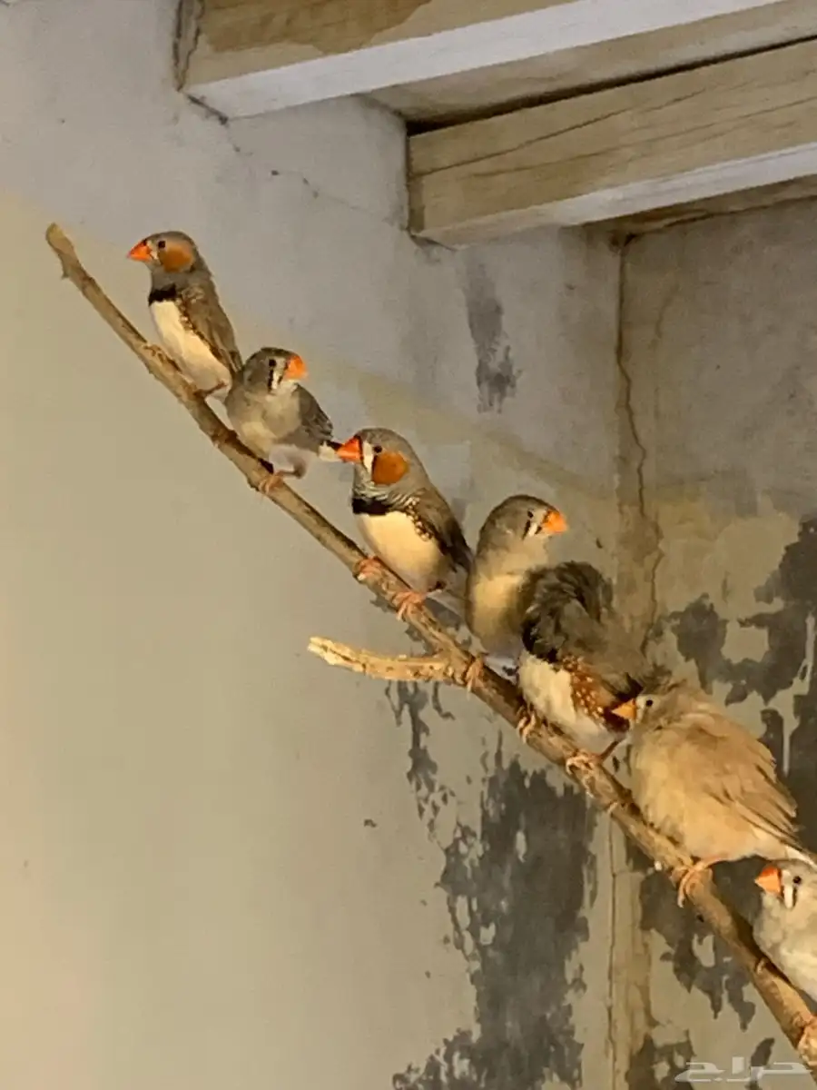 للبيع طيور زبراء 11