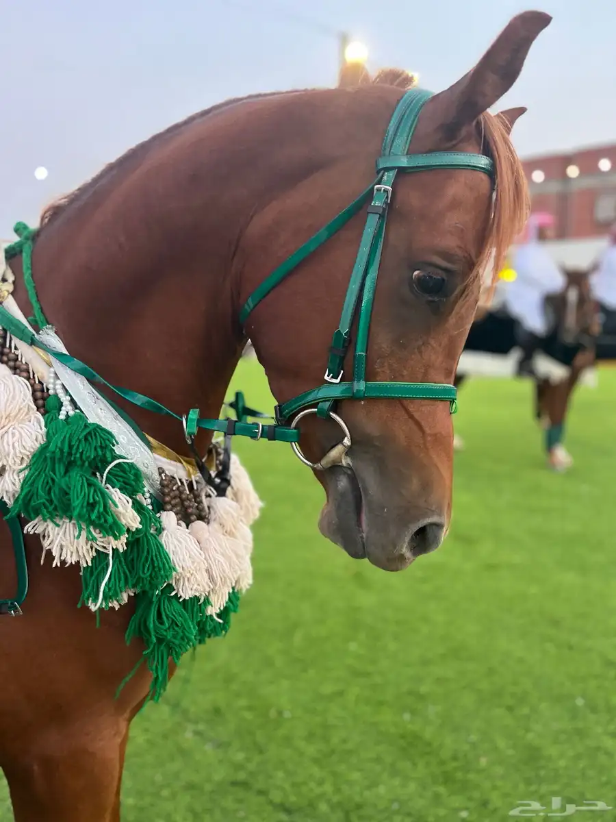 خيل 2
