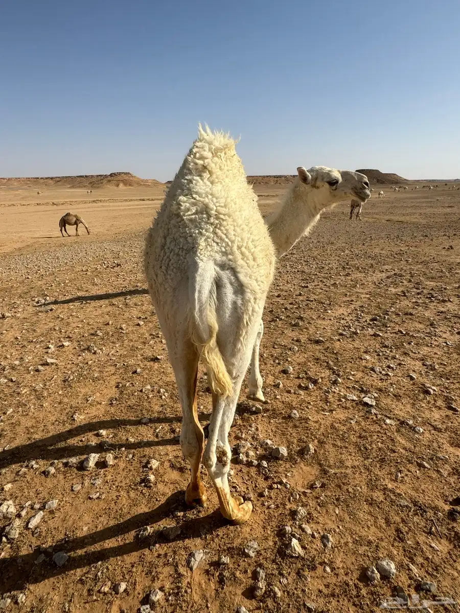 حاشي للبيع 0