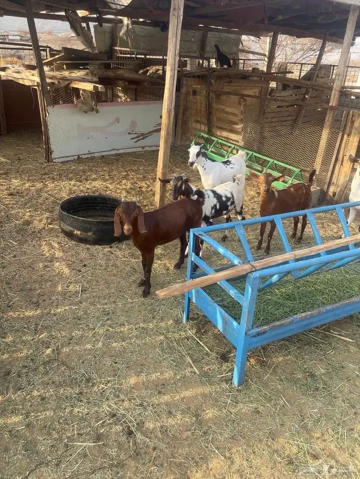 جفار العدد6 العمر7اشهر شي نظيف مولده عندي من حلالي 6