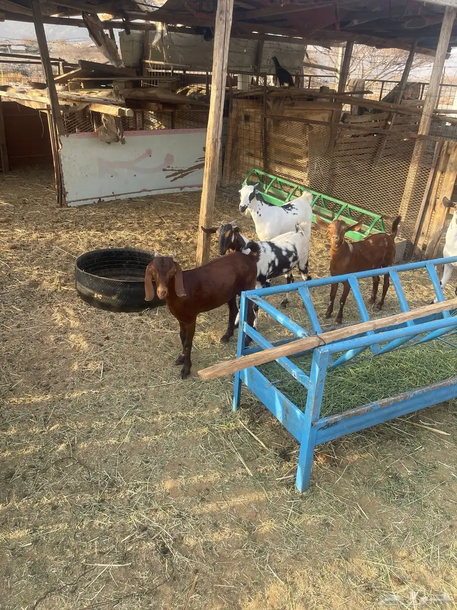 جفار العدد6 العمر7اشهر شي نظيف مولده عندي من حلالي 6