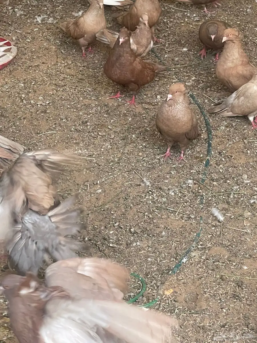 طيور 0