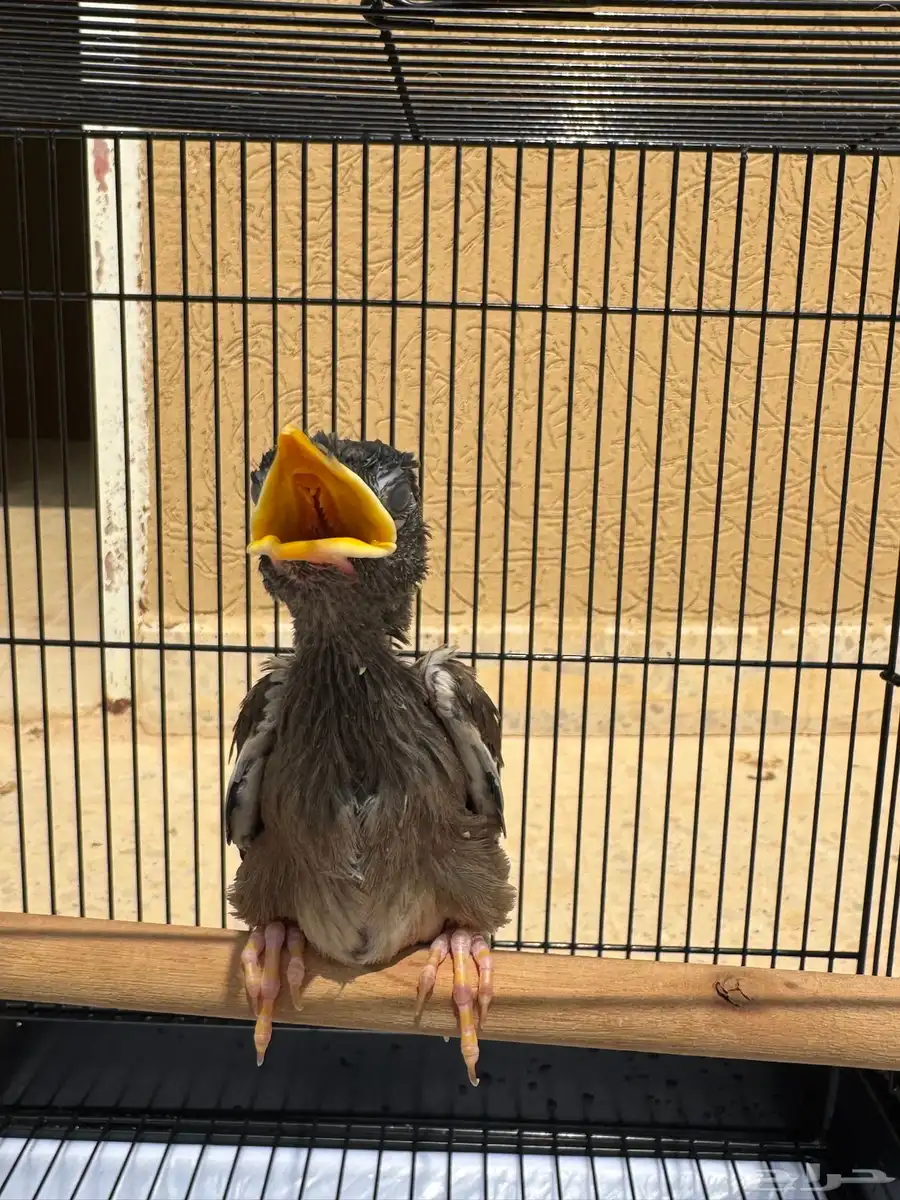 للبيع فرخ مينا 5