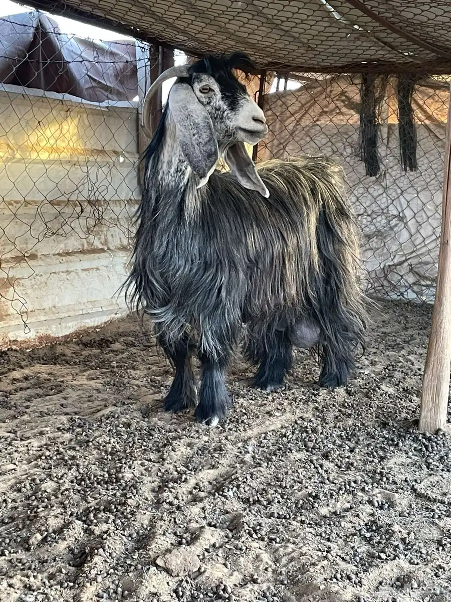 عنز للبيع 0
