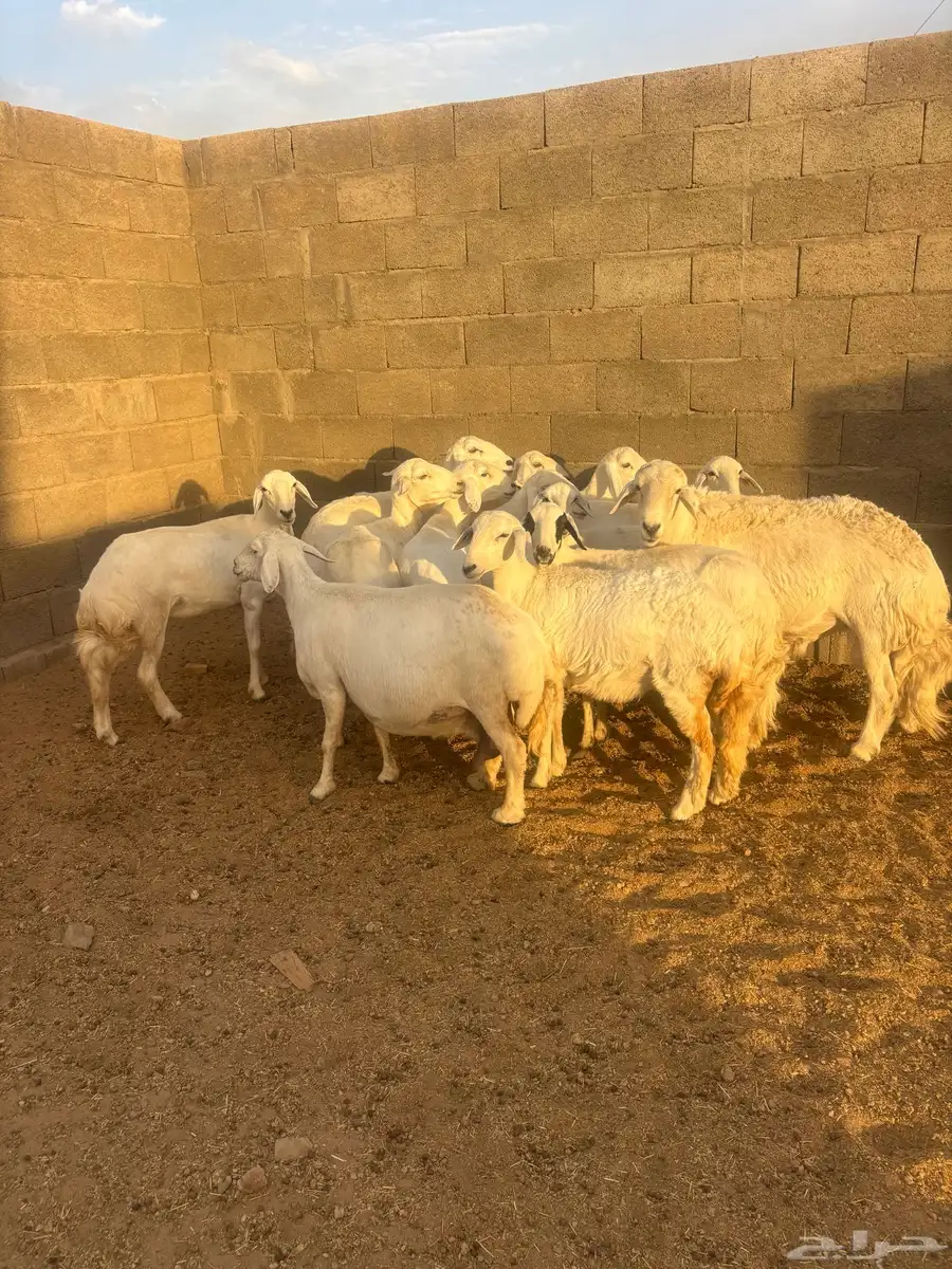 غنم كفو صنف ودفع على الشرط وأسنان 12