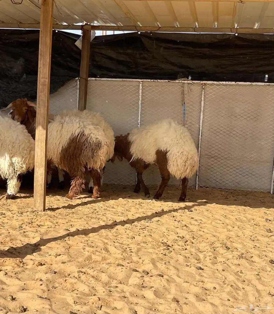 للبيع بهم نعيم خرفان جذعان طيب جملة وتفريد 4
