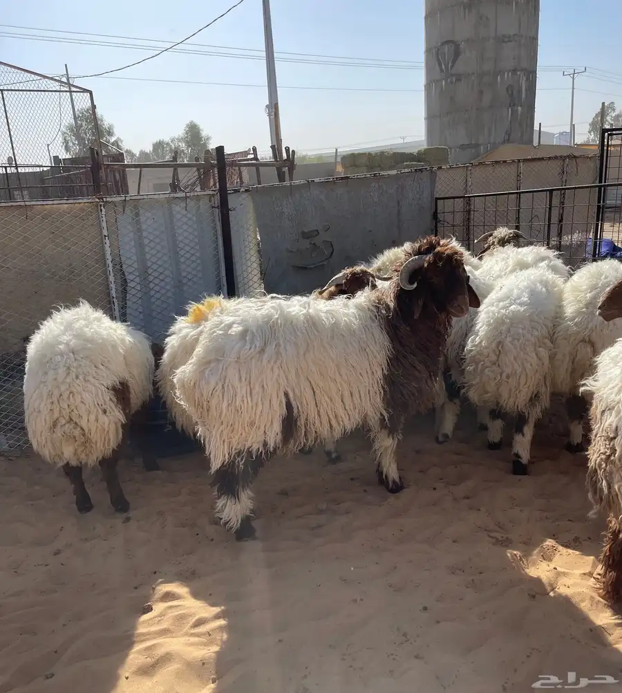 للبيع بهم نعيم خرفان جذعان طيب جملة وتفريد 7